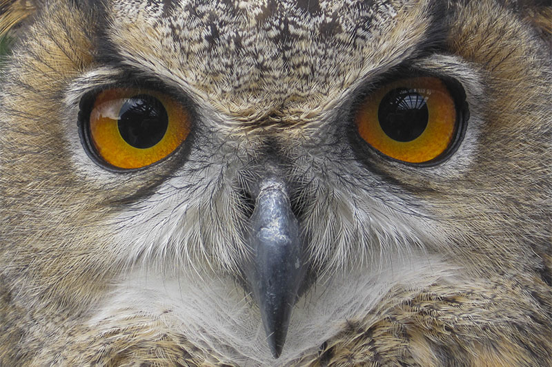 The Secret Symbolism of Owls in the Bible. What They Really Mean?
